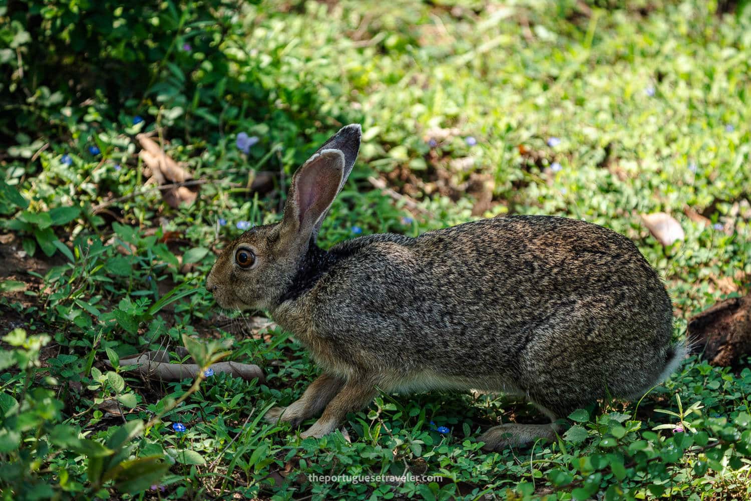 A Black-naped hare or Indian Hare in Yala National Park