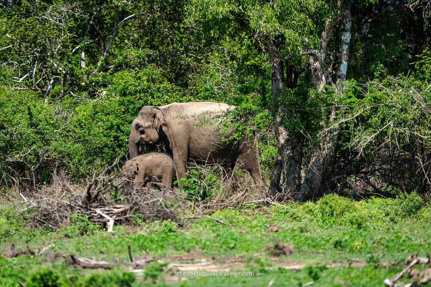 A mother elephant and her calf in Yala National Park