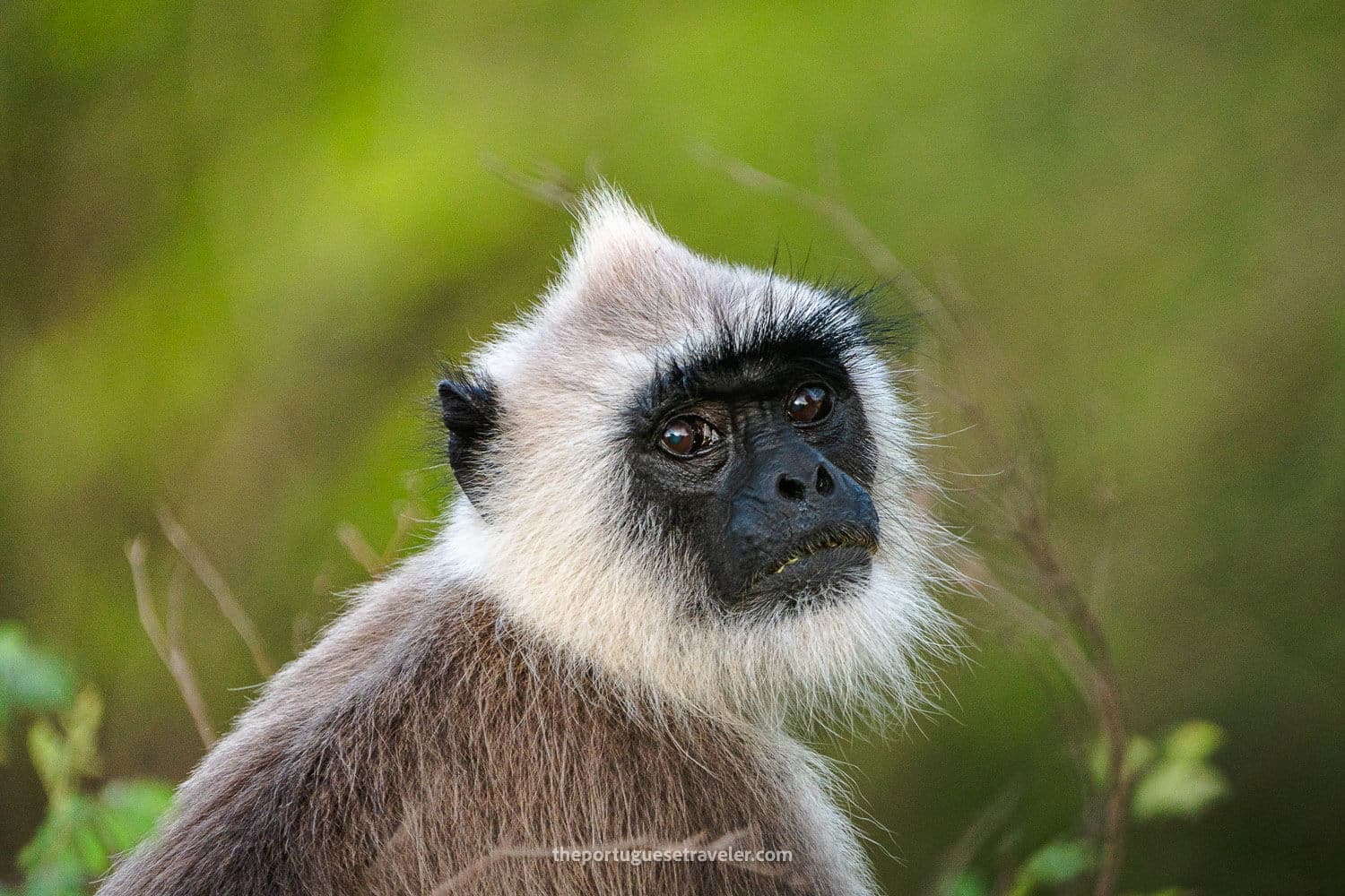 A Gray Langur in Yala National Park