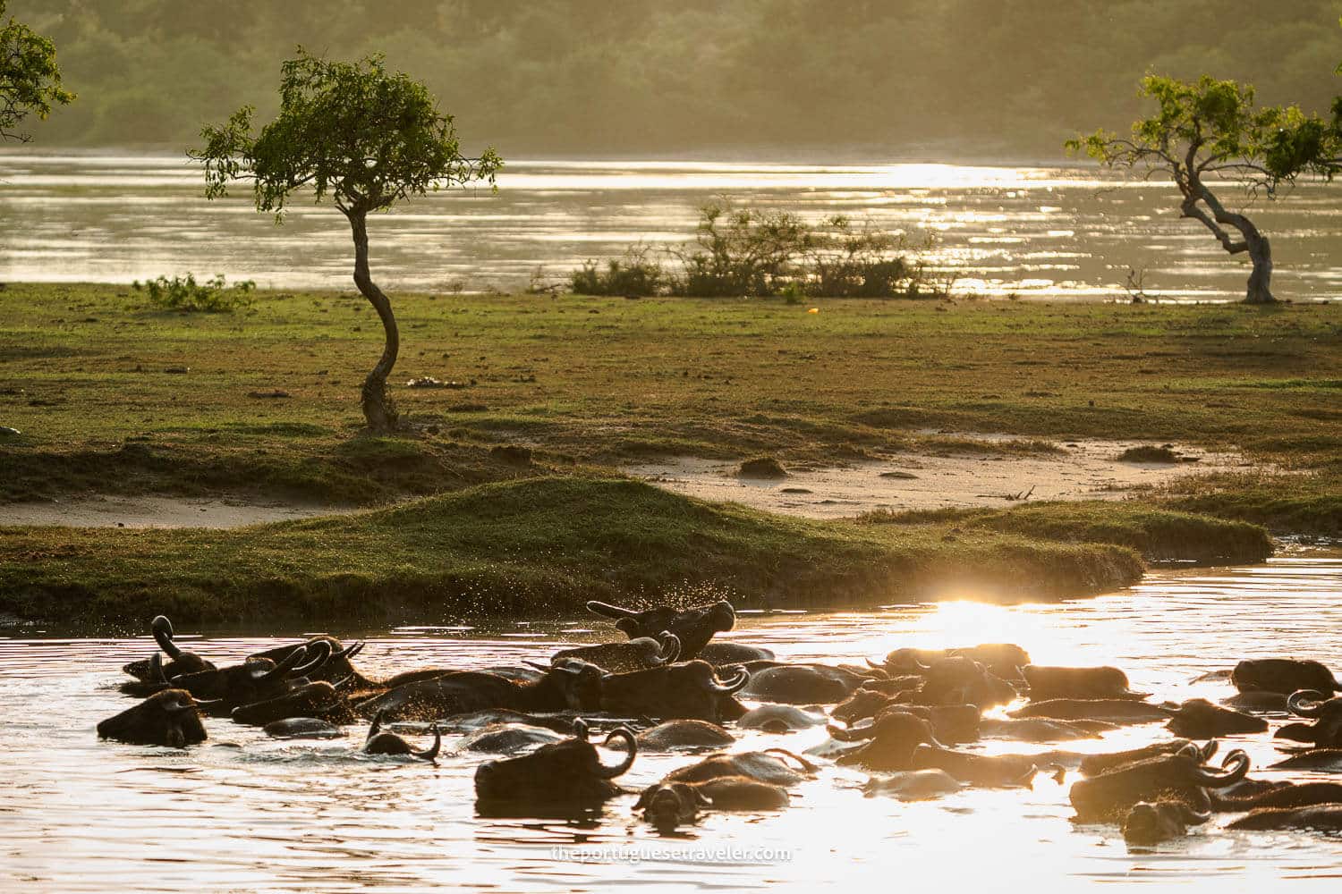 A herd of water buffalos inside a lake at the Yala National Park