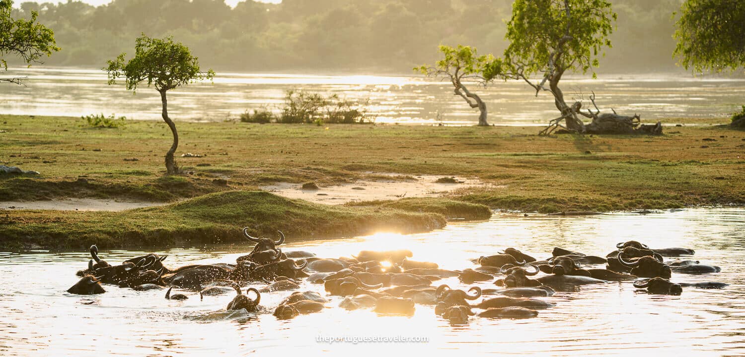 Water Buffalos in Yala National Park