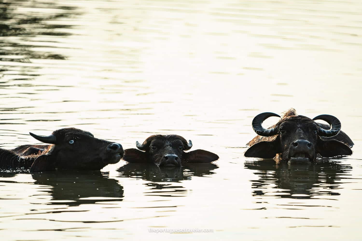 Water Buffalos in a pond, at the Yala National Park