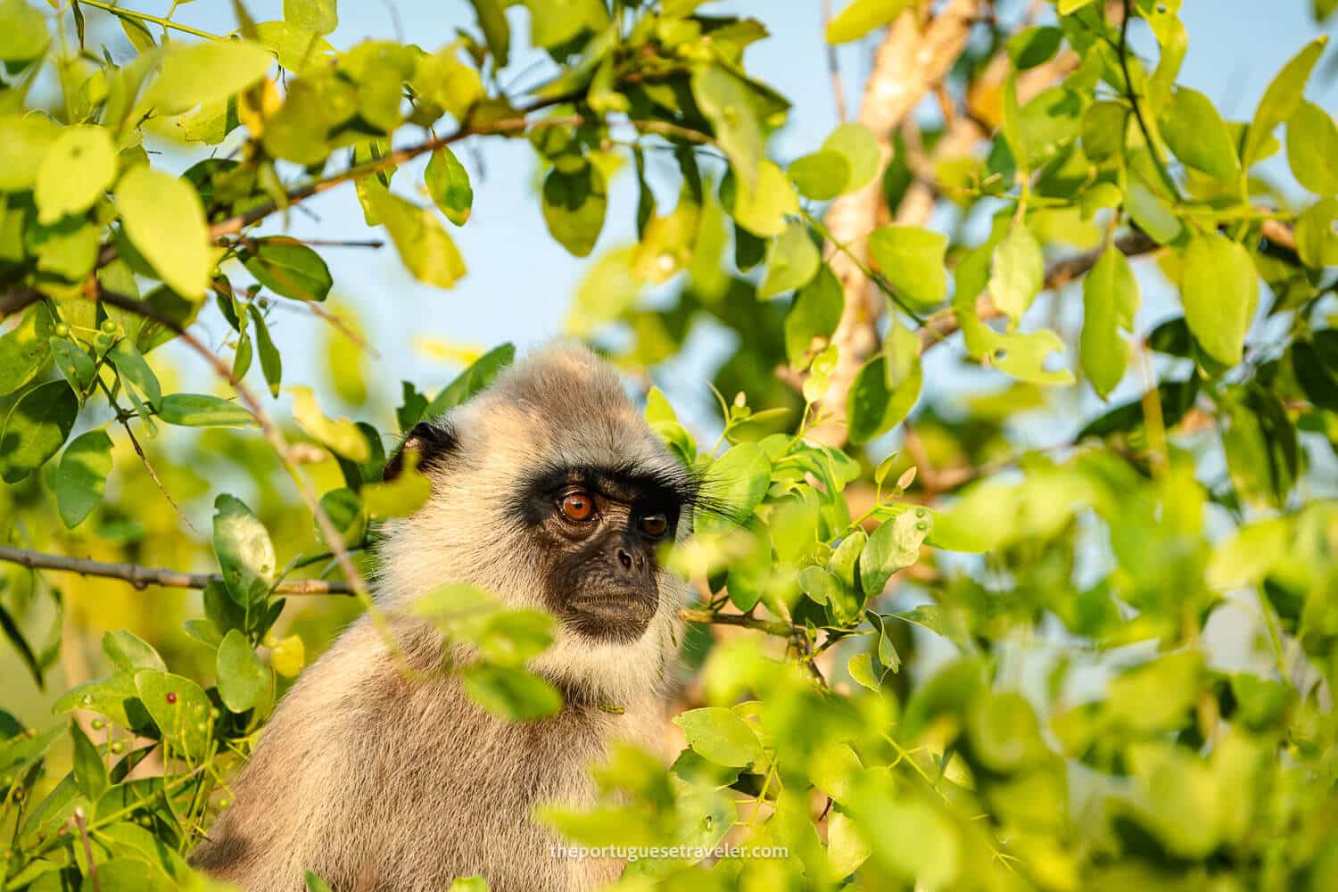 A Gray Langur in Yala National Park