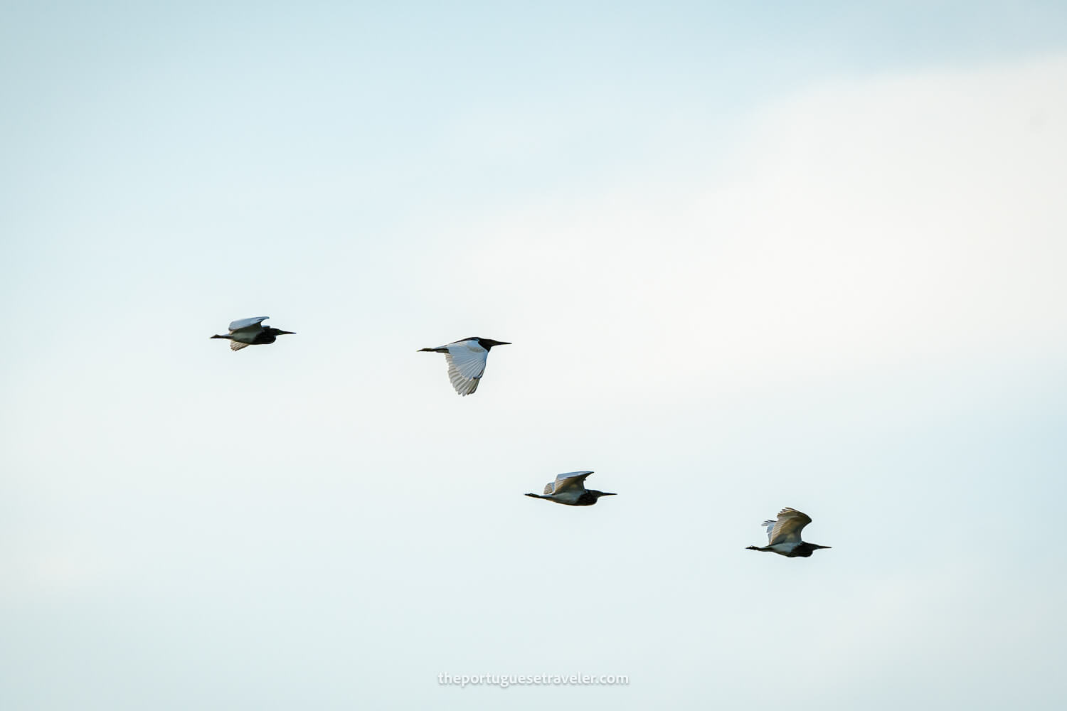 Possibly Indian Pond Herons flying over Yala National Park