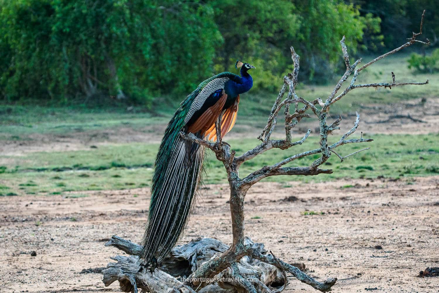 A Peacock at the Yala National Park