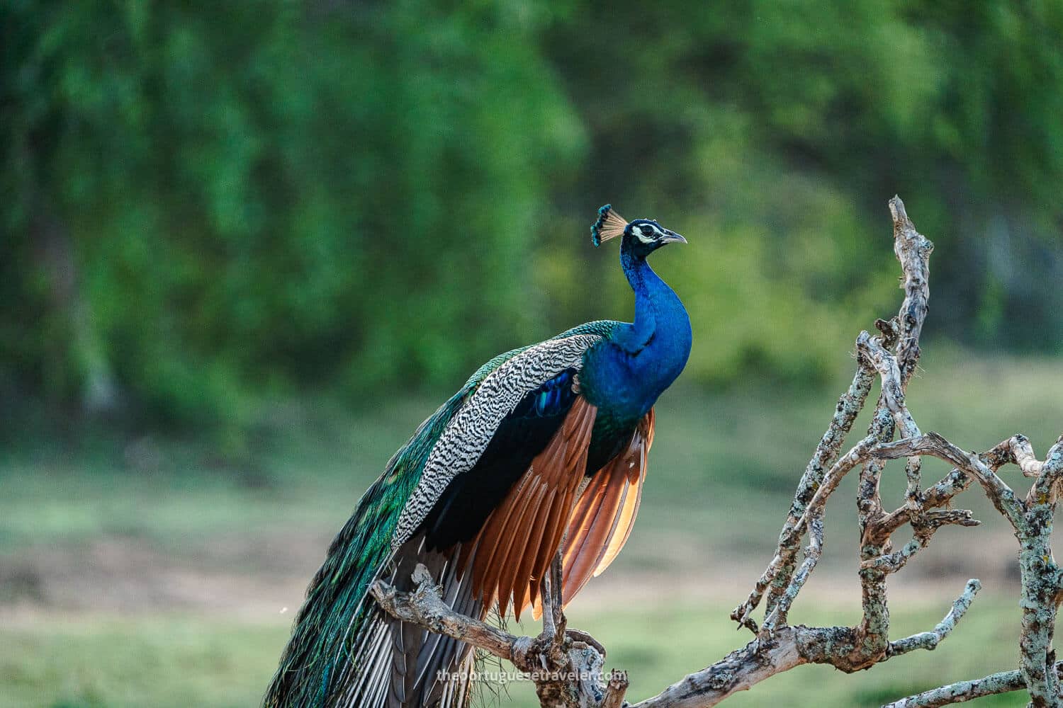 A Peacock at the Yala National Park