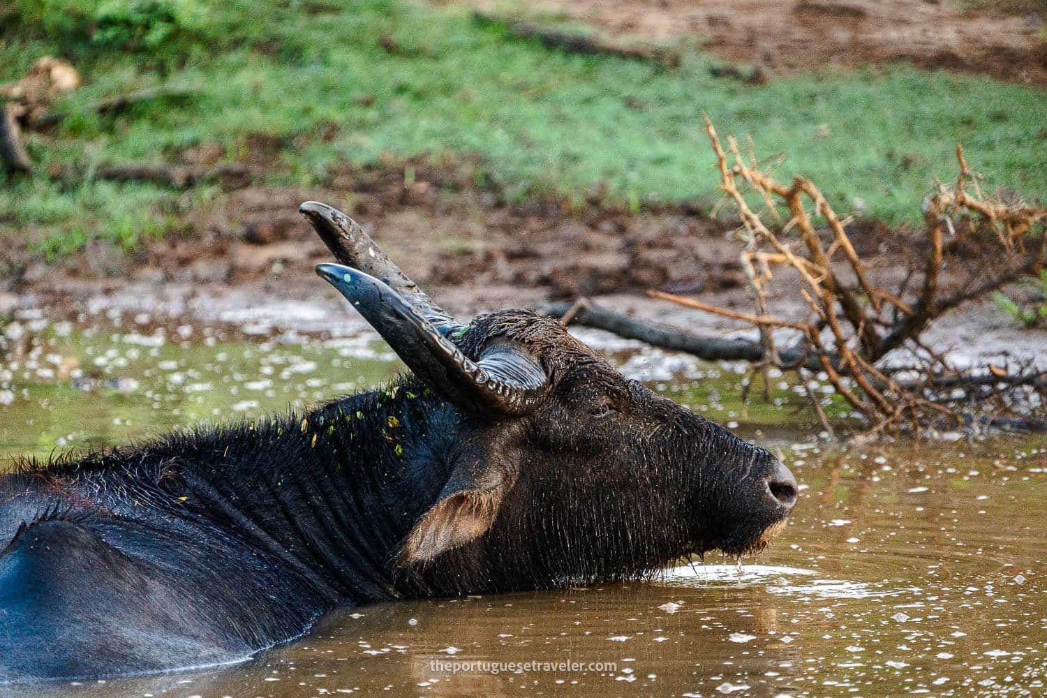 A Water Buffalo, at the Yala National Park