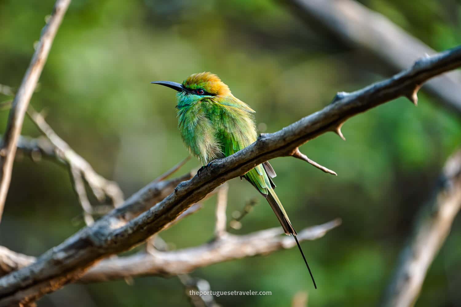 An Asian green bee-eater in Yala National Park