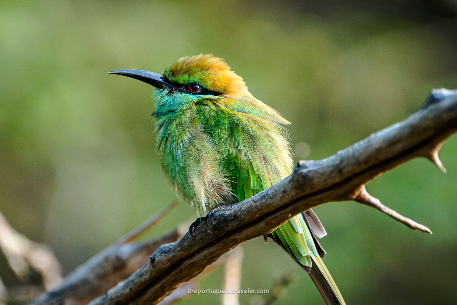 An Asian green bee-eater, at the Yala National Park