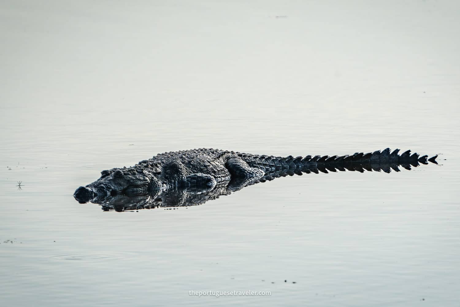 A Saltwater crocodile, at the Yala National Park