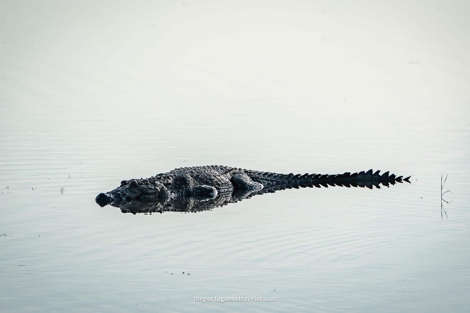 A Saltwater Crocodile in Yala National Park