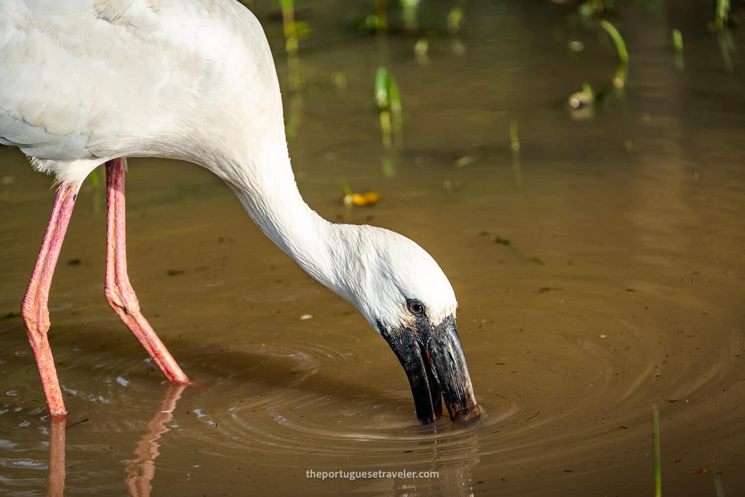 A Painted Storch in Yala National Park