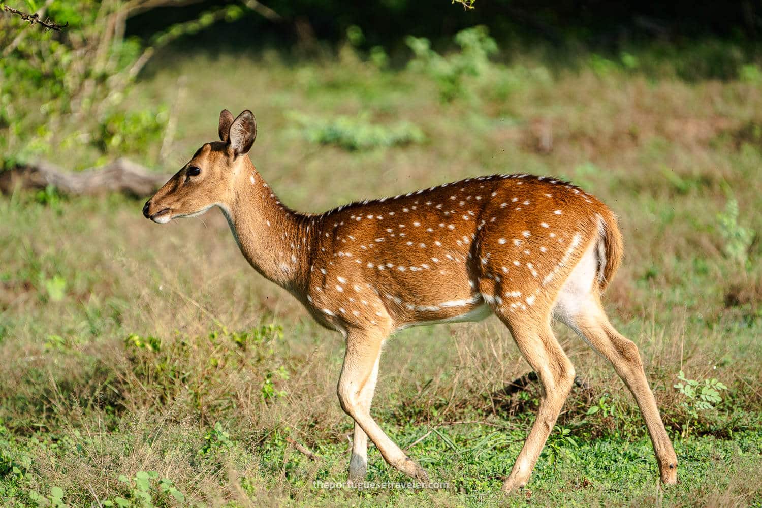 A Ceylon Spotted Deer, at the Yala National Park