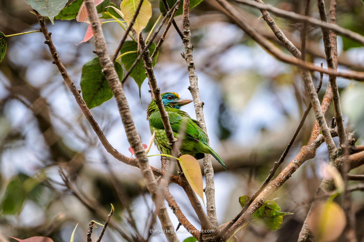 A Yellow Fronted Barbet near the trailhead of the Little Adam's Peak trail