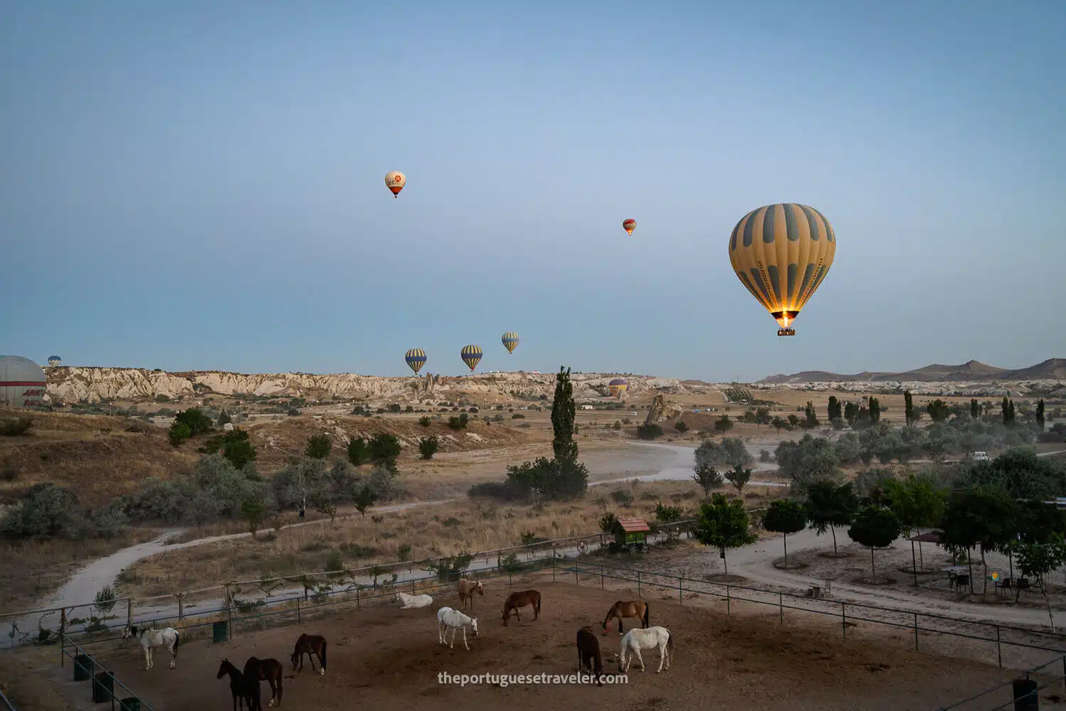 Horses at the launch site and some balloons in the air at sunrise