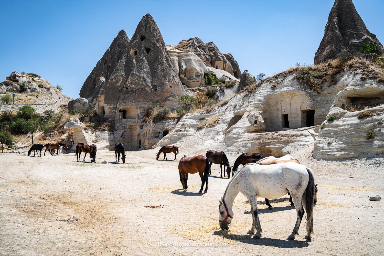 Horses in Cappadocia