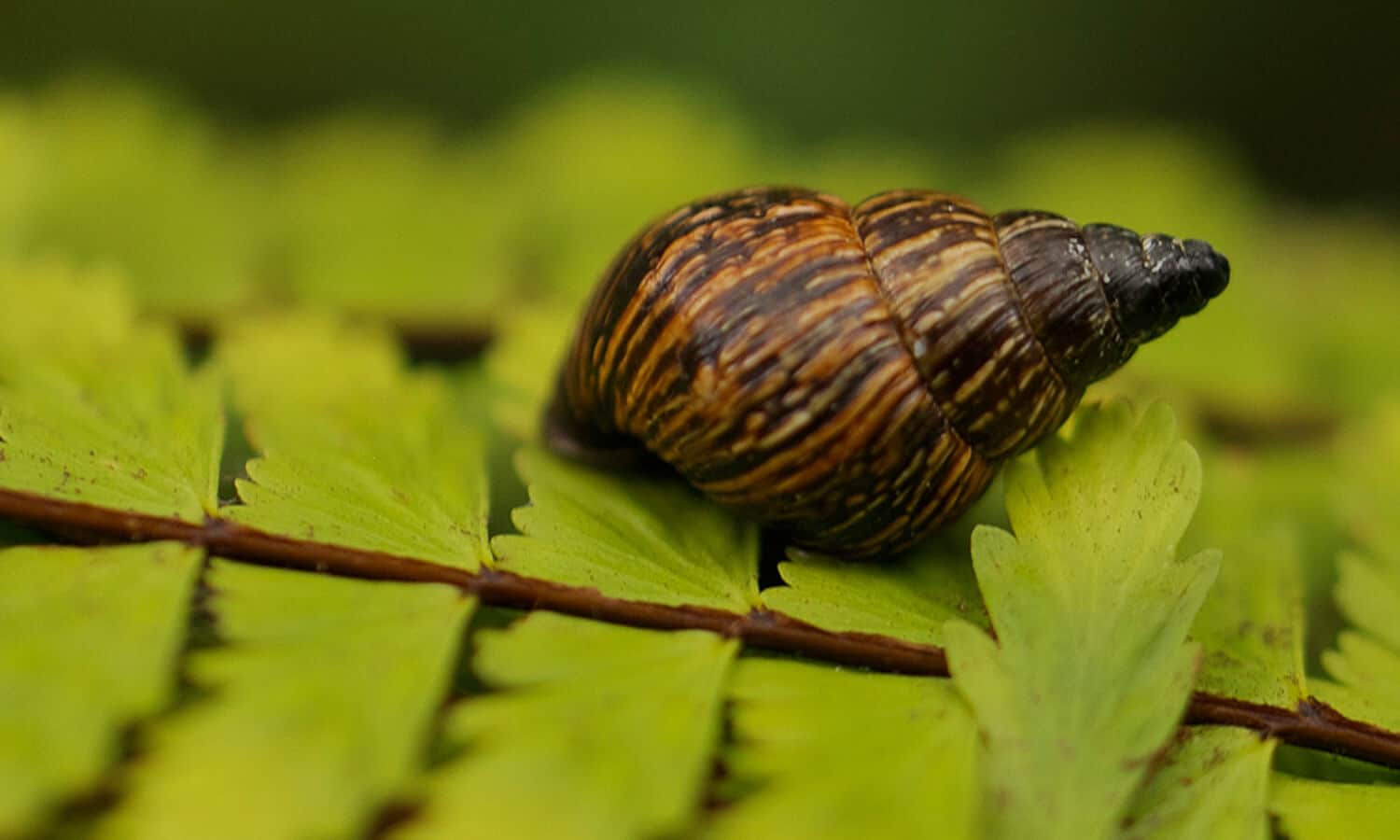 Bulimulid Snail | Credit: Christine Parent @ https://galapagosconservation.org.uk/ - part of the Galapagos Wildlife
