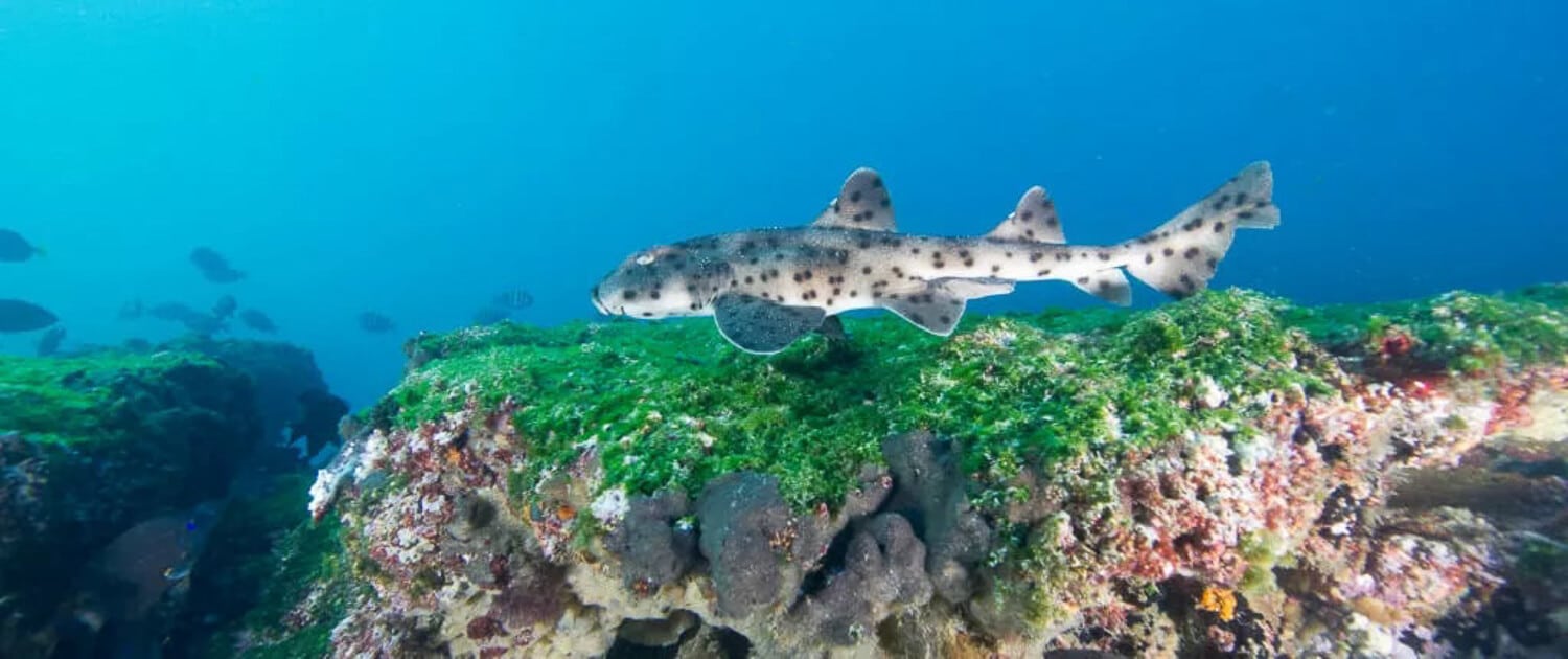 Bullhead Shark | Credit: Bullhead Shark Project - part of the Galapagos Wildlife