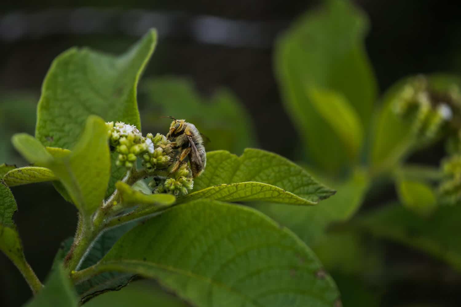 Carpenter Bee | Credit: Shannon Darcy @ https://galapagosconservation.org.uk/ - part of the Galapagos Wildlife