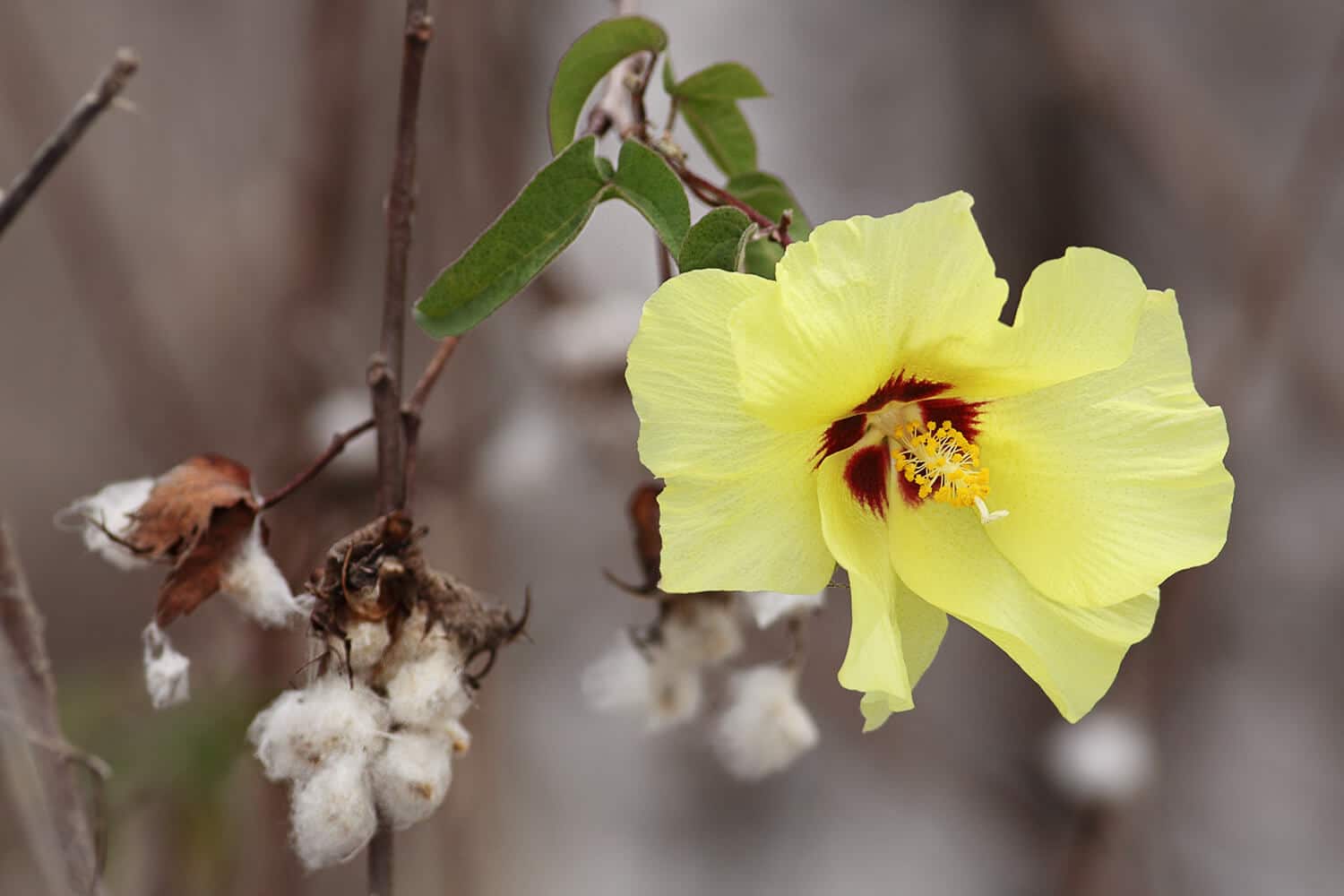 Darwin's Cotton | Credit: Benjamint444 @ https://en.wikipedia.org/