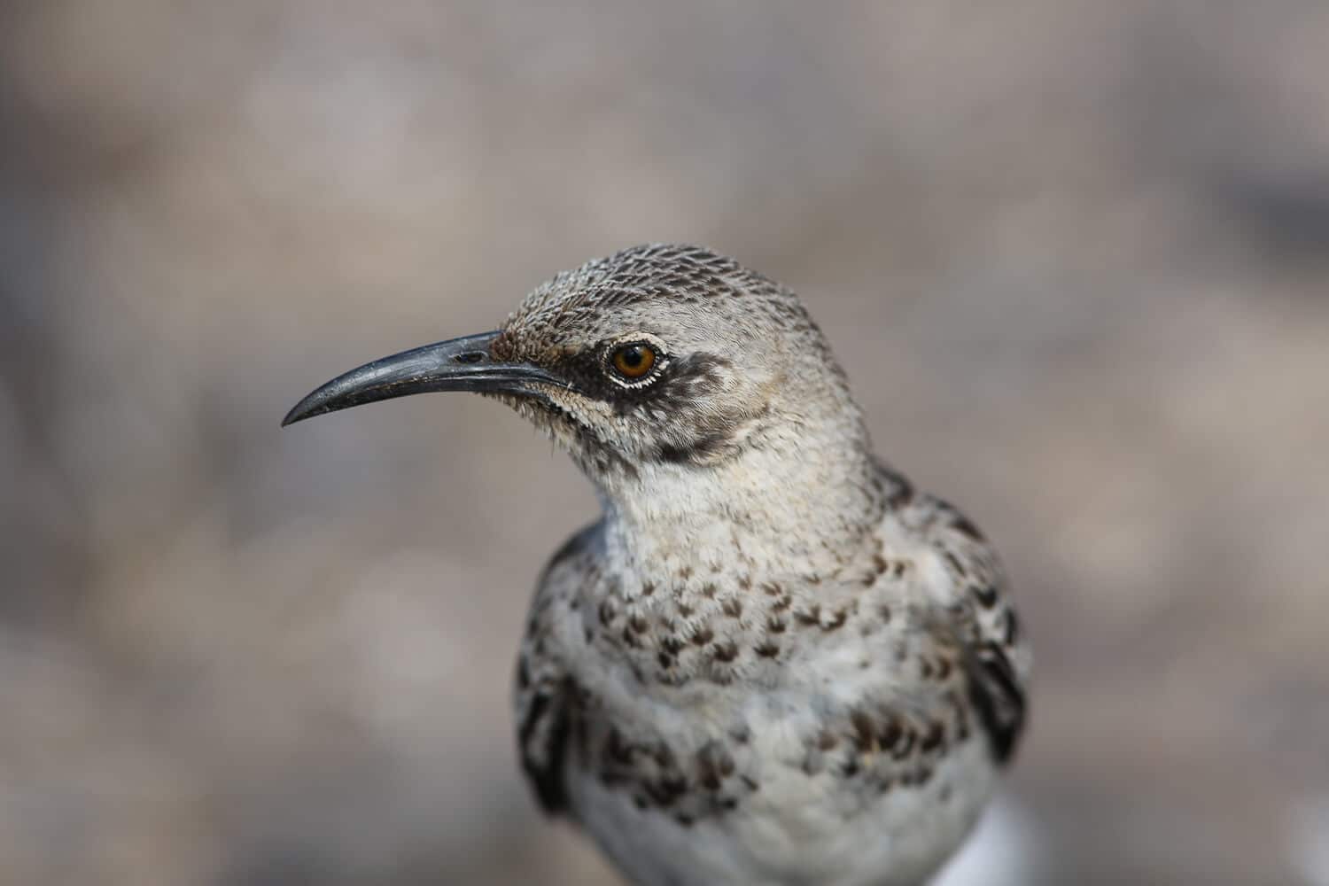 Espanola Mockingbird | Credit: Luis Ortiz Catedral @ https://galapagosconservation.org.uk/ - part of the Galapagos Wildlife