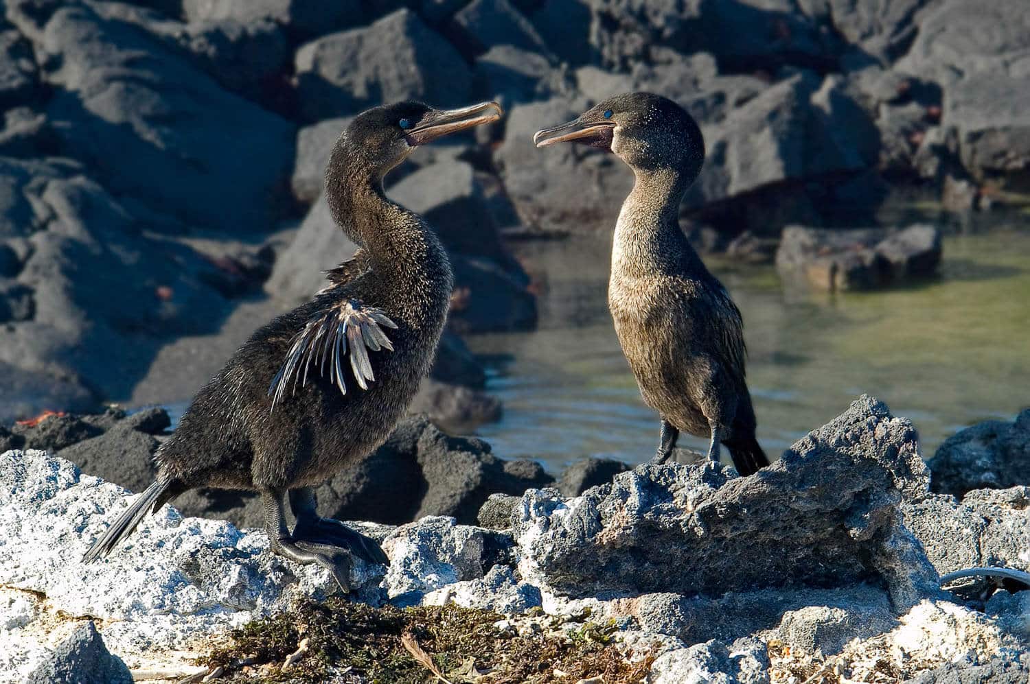 Flightless Cormorants | Credit: Roger Bates @ https://galapagosconservation.org.uk/ - part of the Galapagos Wildlife