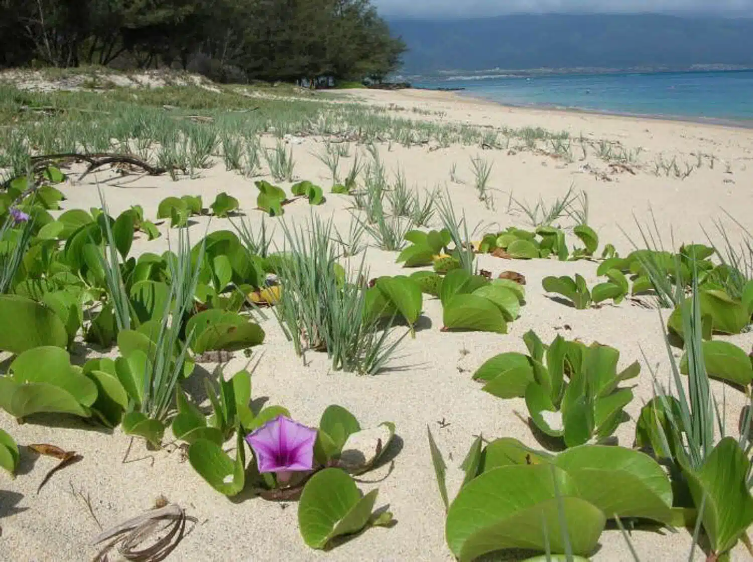Beach Morning Star | Credit: Forest & Kim Starr @ https://www.inaturalist.org/