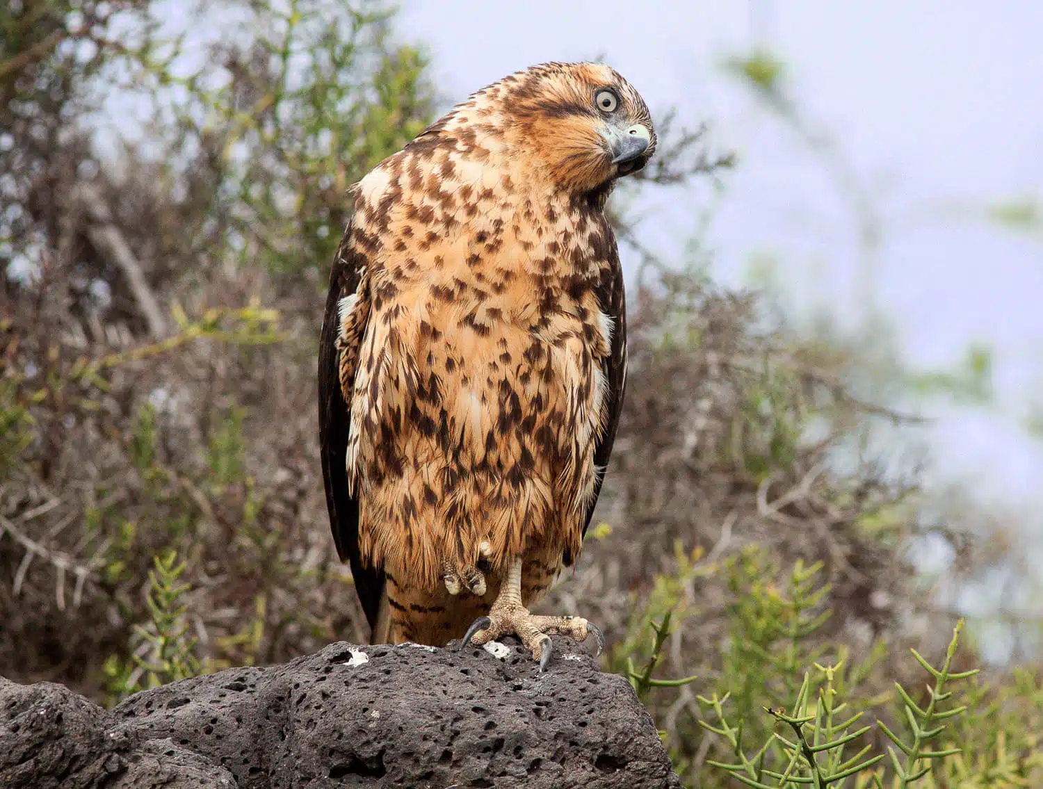 Galapagos Hawk | Credit: Evangelina Indelicato @ https://galapagosconservation.org.uk/ - part of the Galapagos Wildlife