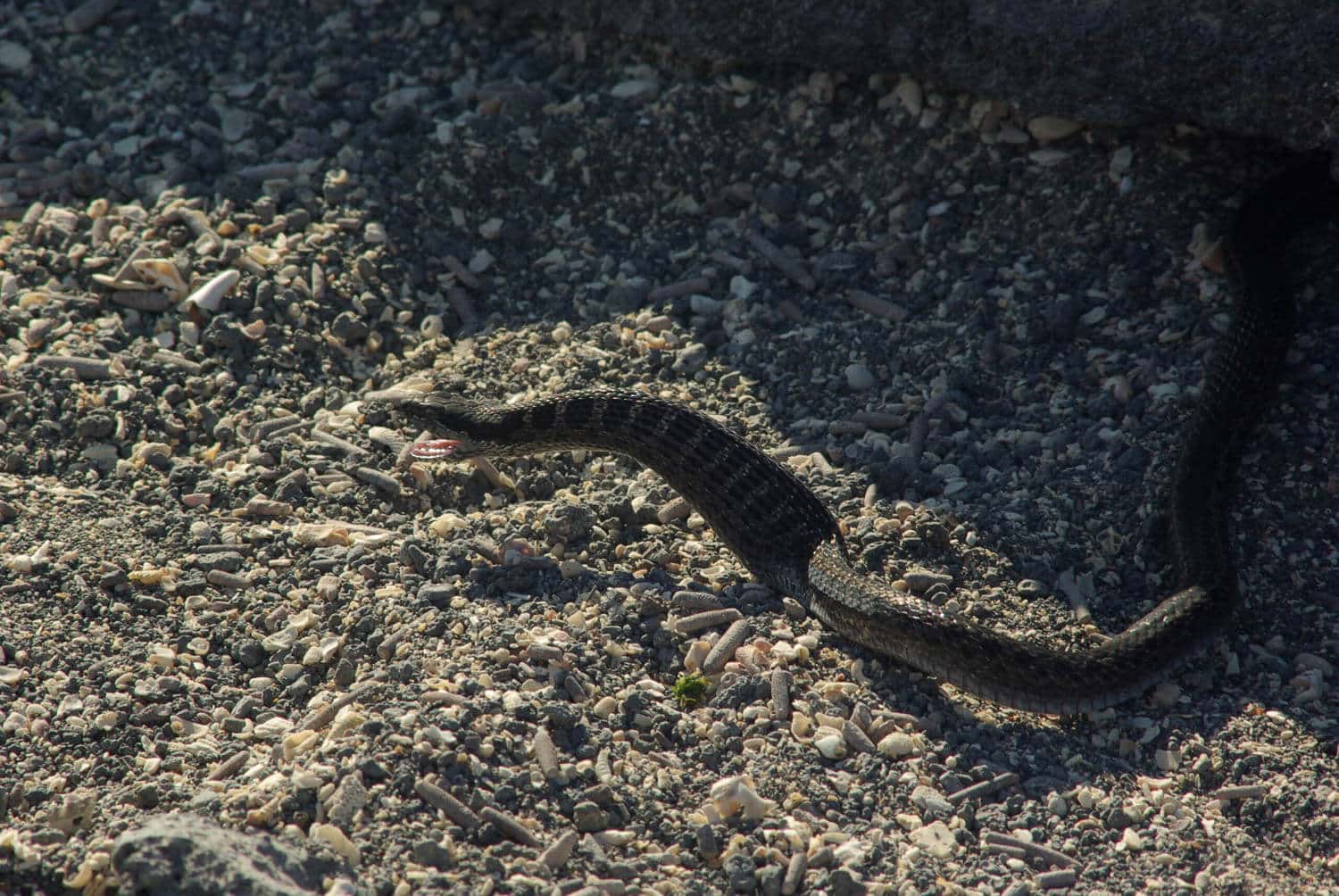 Galapagos Racer Snake | Credit: Jeff Anderson @ https://galapagosconservation.org.uk/ - part of the Galapagos Wildlife