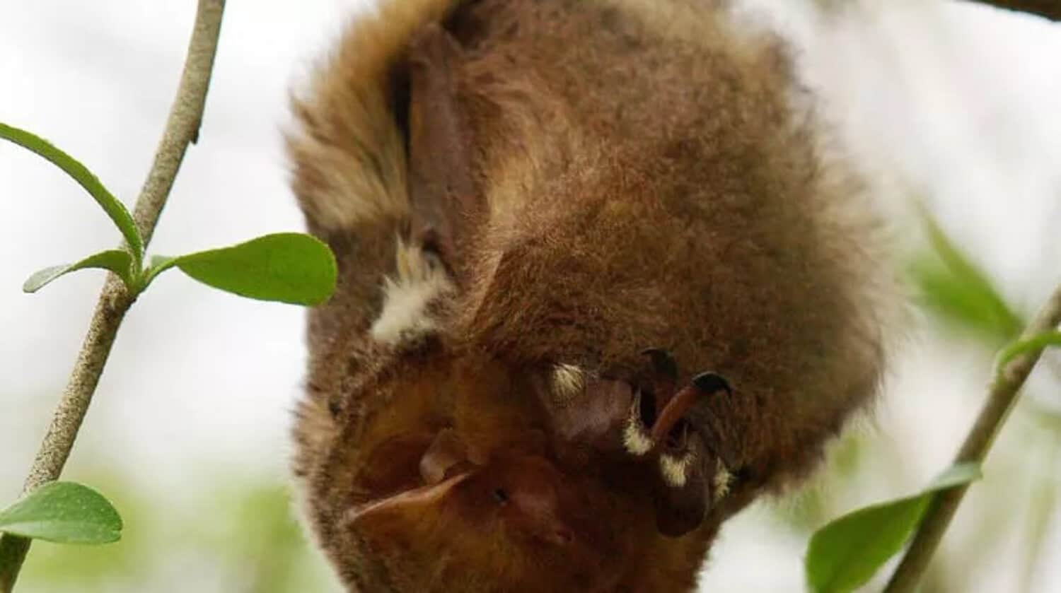 Galapagos Red Bat | Credit: Chris Hershaw @ https://galapagosconservation.org.uk/ - part of the Galapagos Wildlife