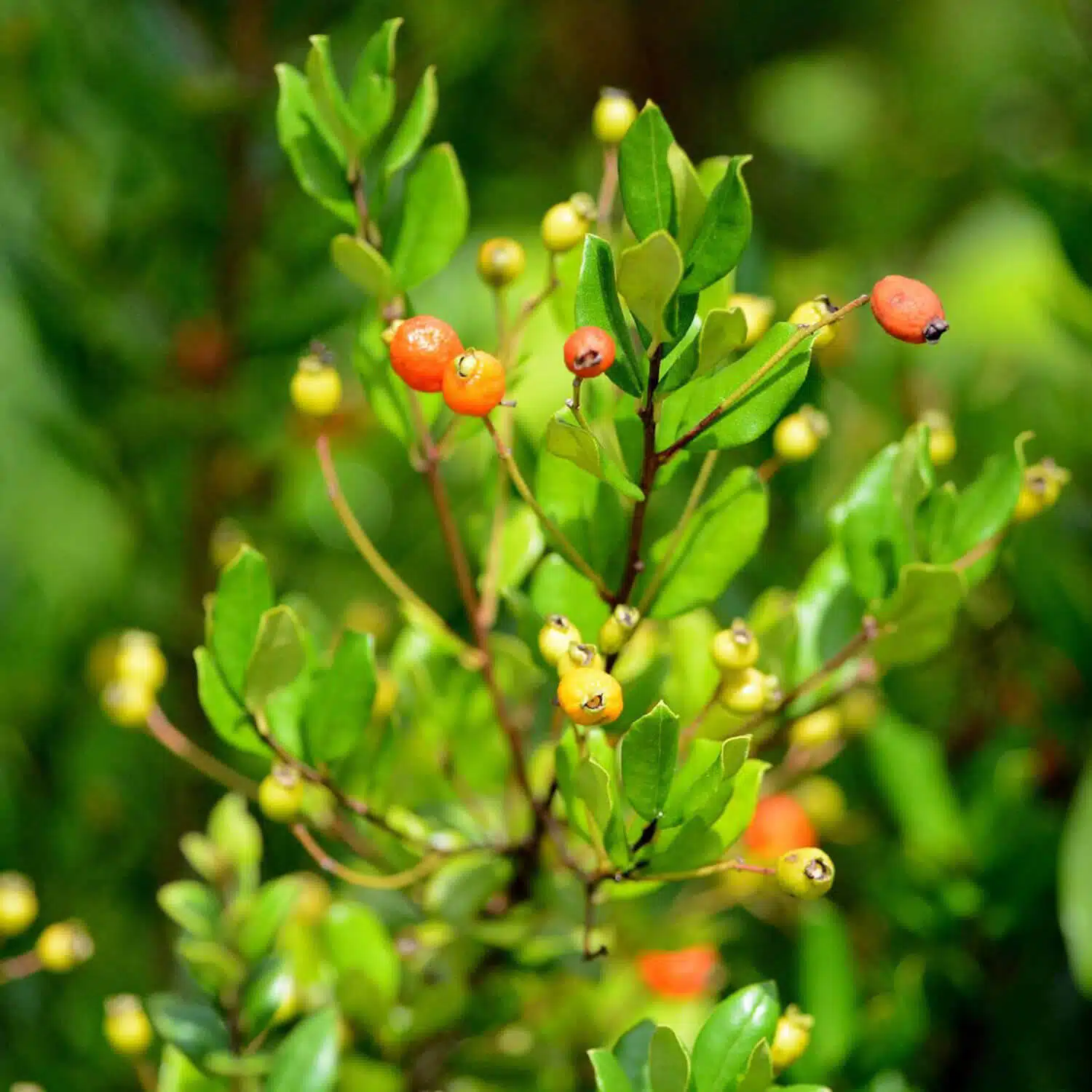 Guayabillo | Credit: Jean-Lou Justine @ https://www.inaturalist.org/
