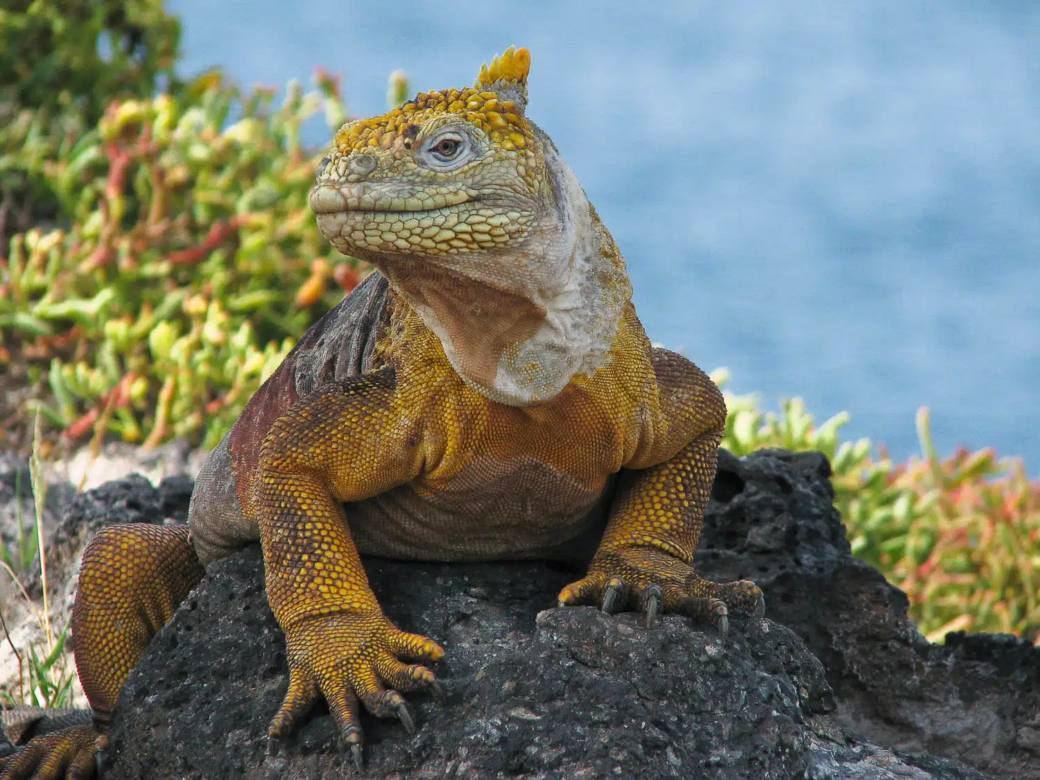 Land Iguana | Credit: Neil Bruce @ https://galapagosconservation.org.uk/ - part of the Galapagos Wildlife
