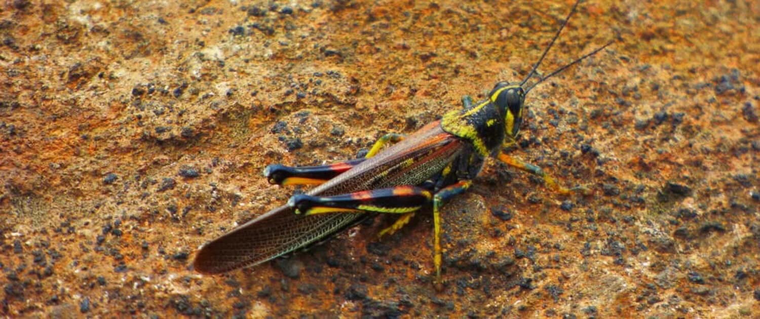 Large Painted Locust | Credit: Dan Wright @ https://galapagosconservation.org.uk/ - part of the Galapagos Wildlife