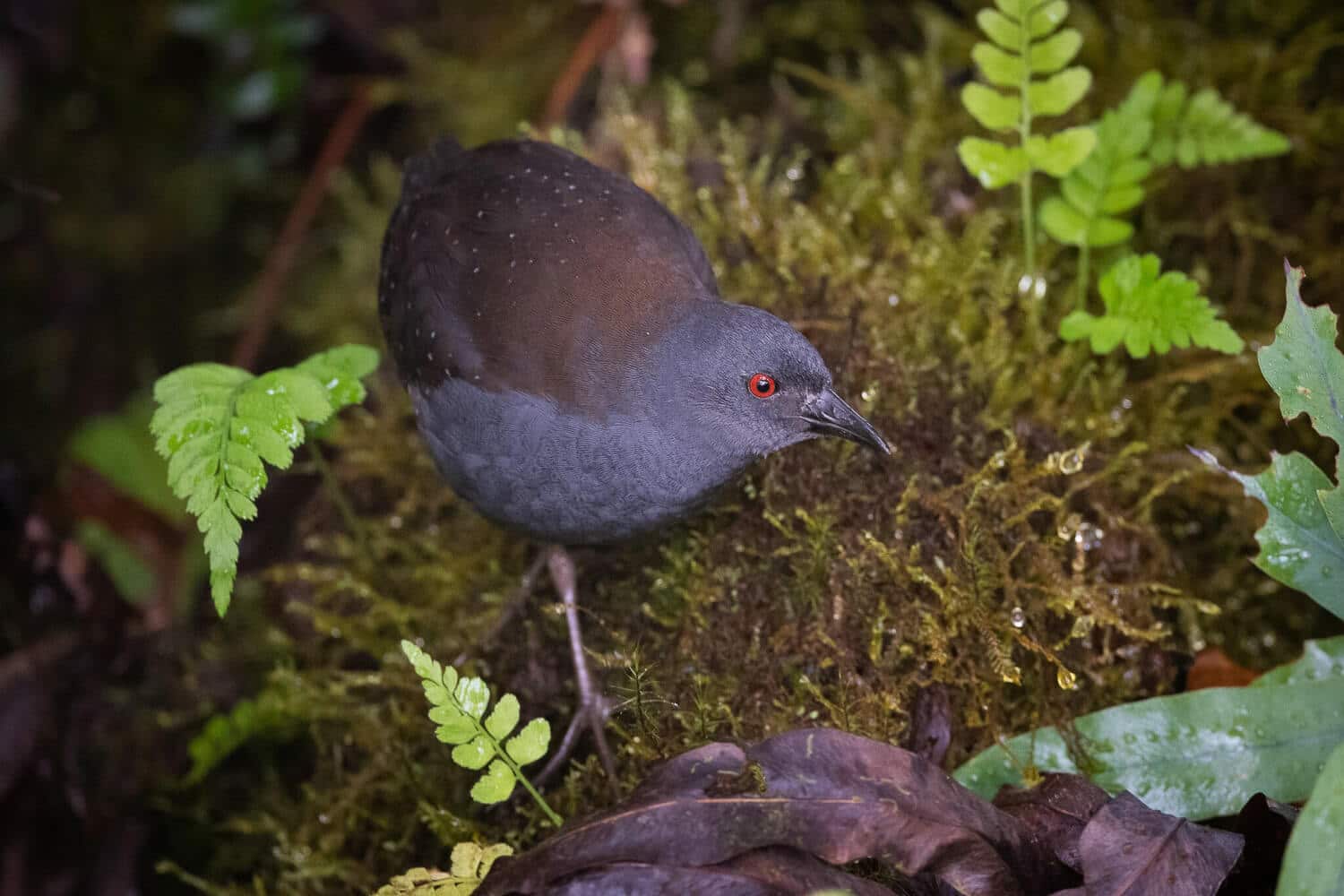 Galapagos Rail | Credit: Adam Jackson @ https://wikipedia.com/