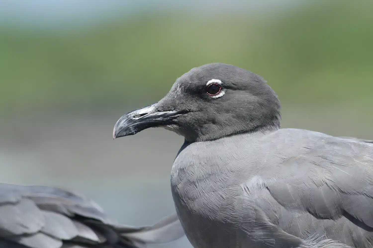 Lava Gull | Credit: Luis Ortiz Catedral - part of the Galapagos Wildlife