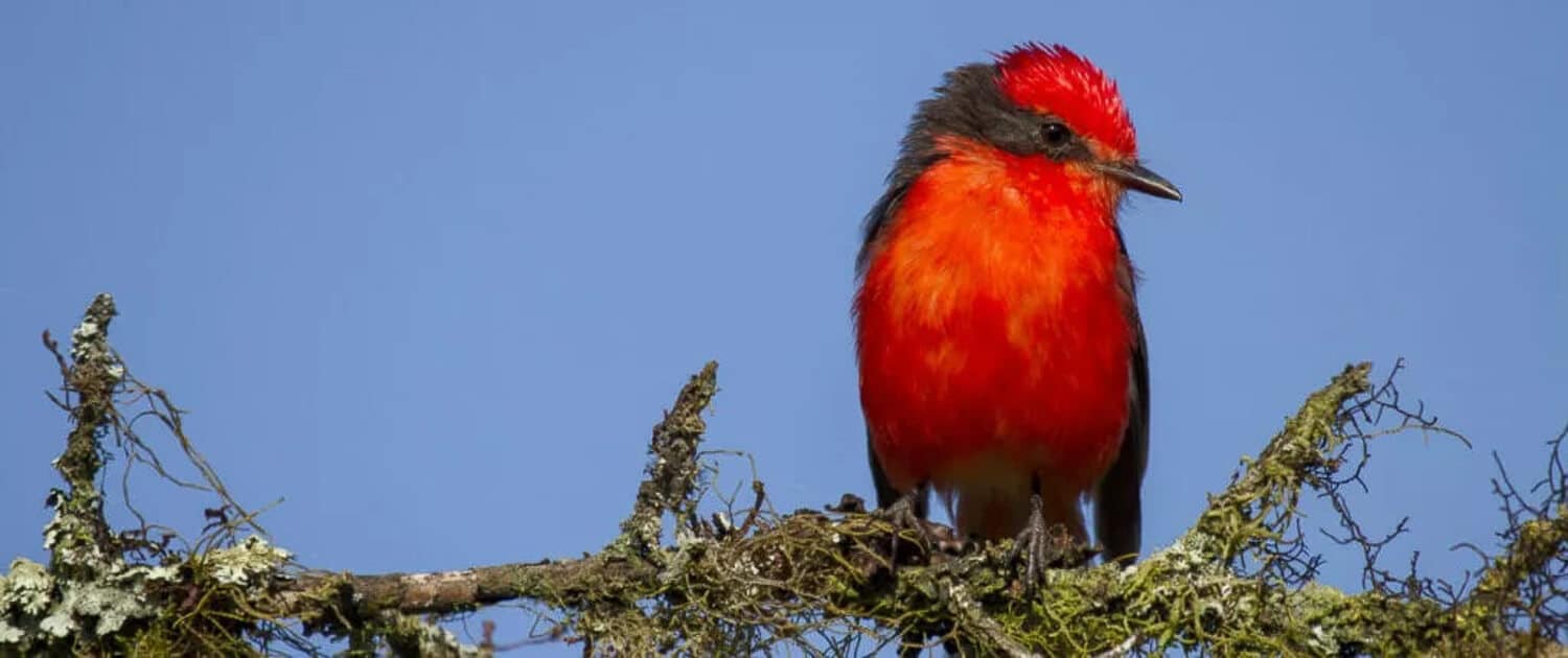 Little Vermilion Flycatcher | Credit: Rob Jansen @ https://galapagosconservation.org.uk/ - part of the Galapagos Wildlife