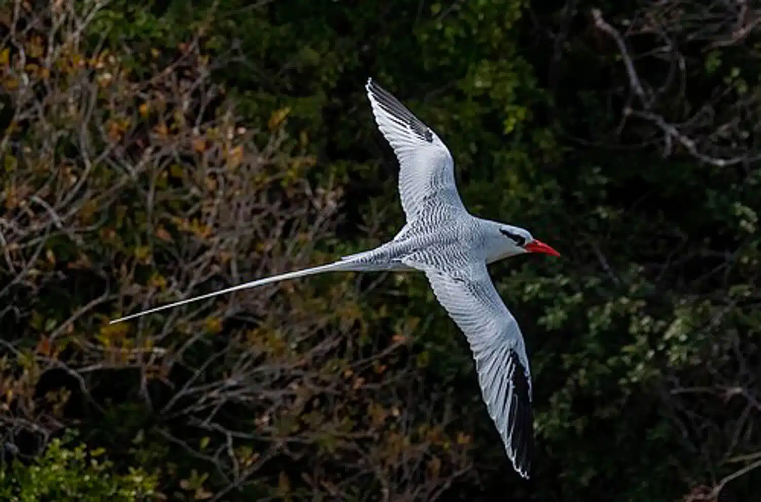 Red-Billed Tropicbird | Credit: Doug Greenberg - part of the Galapagos Wildlife