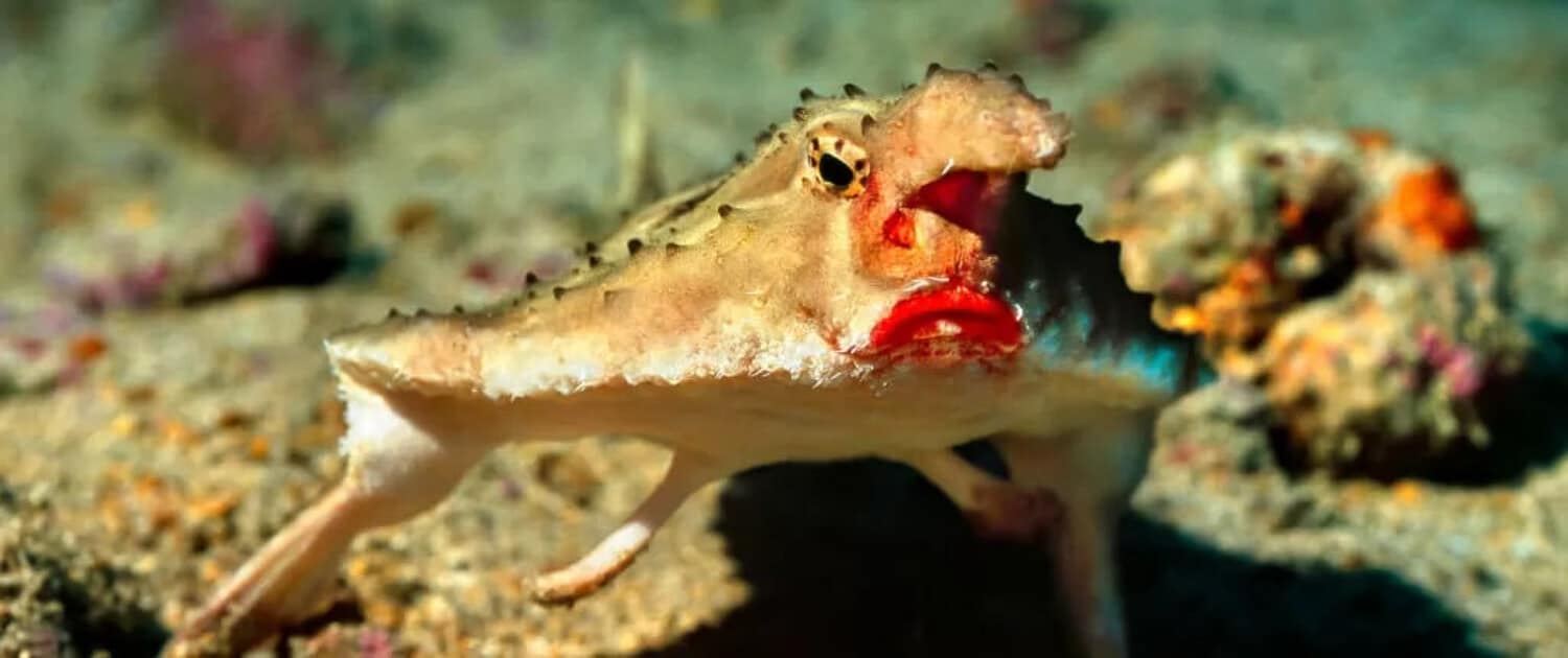 Red Lipped Batfish | Credit: Dordo Brnobi - Shutterstock - part of the Galapagos Wildlife