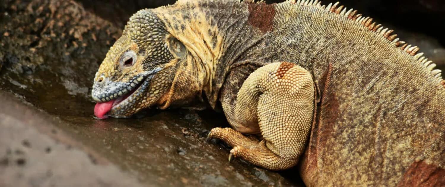 Santa Fé Land Iguana | Credit: Luiz Flavio Geo de Siqueira @ https://galapagosconservation.org.uk/ - part of the Galapagos Wildlife