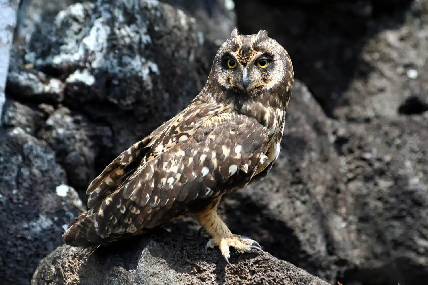Short Eared Owl | Credit: Hafdis Hanna Aegisdottir @ https://galapagosconservation.org.uk/ - part of the Galapagos Wildlife