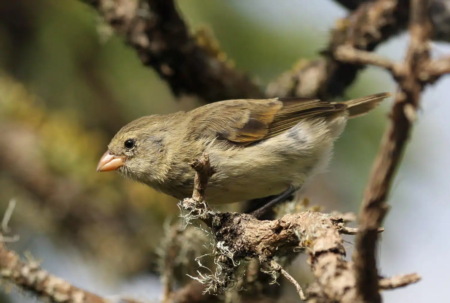 Small Tree Finch | Credit: Prof. W. G. Hale @ https://galapagosconservation.org.uk/ - part of the Galapagos Wildlife