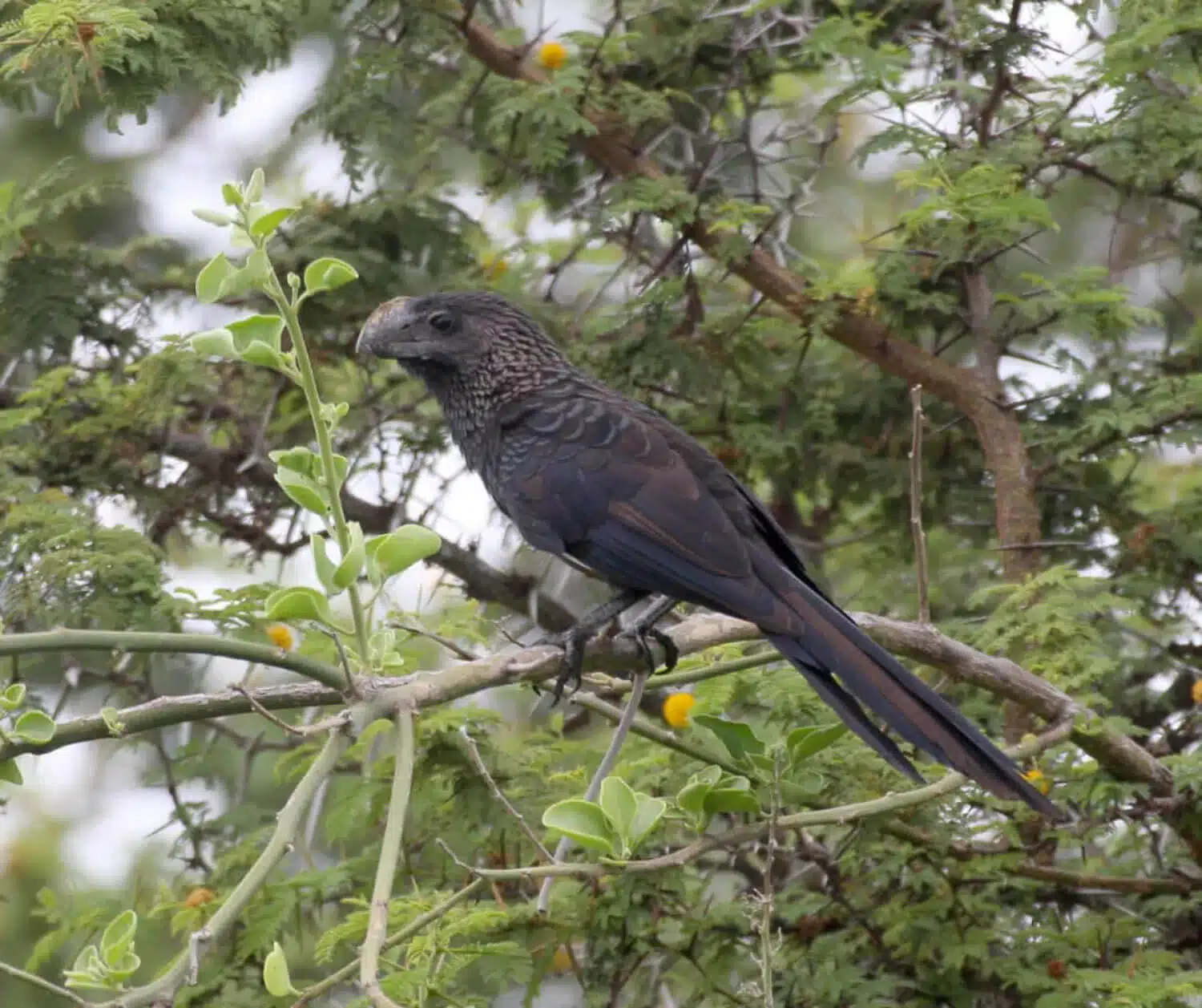 Smooth Billed Ani | Credit: Porf W. G. Hale - part of the Galapagos Wildlife