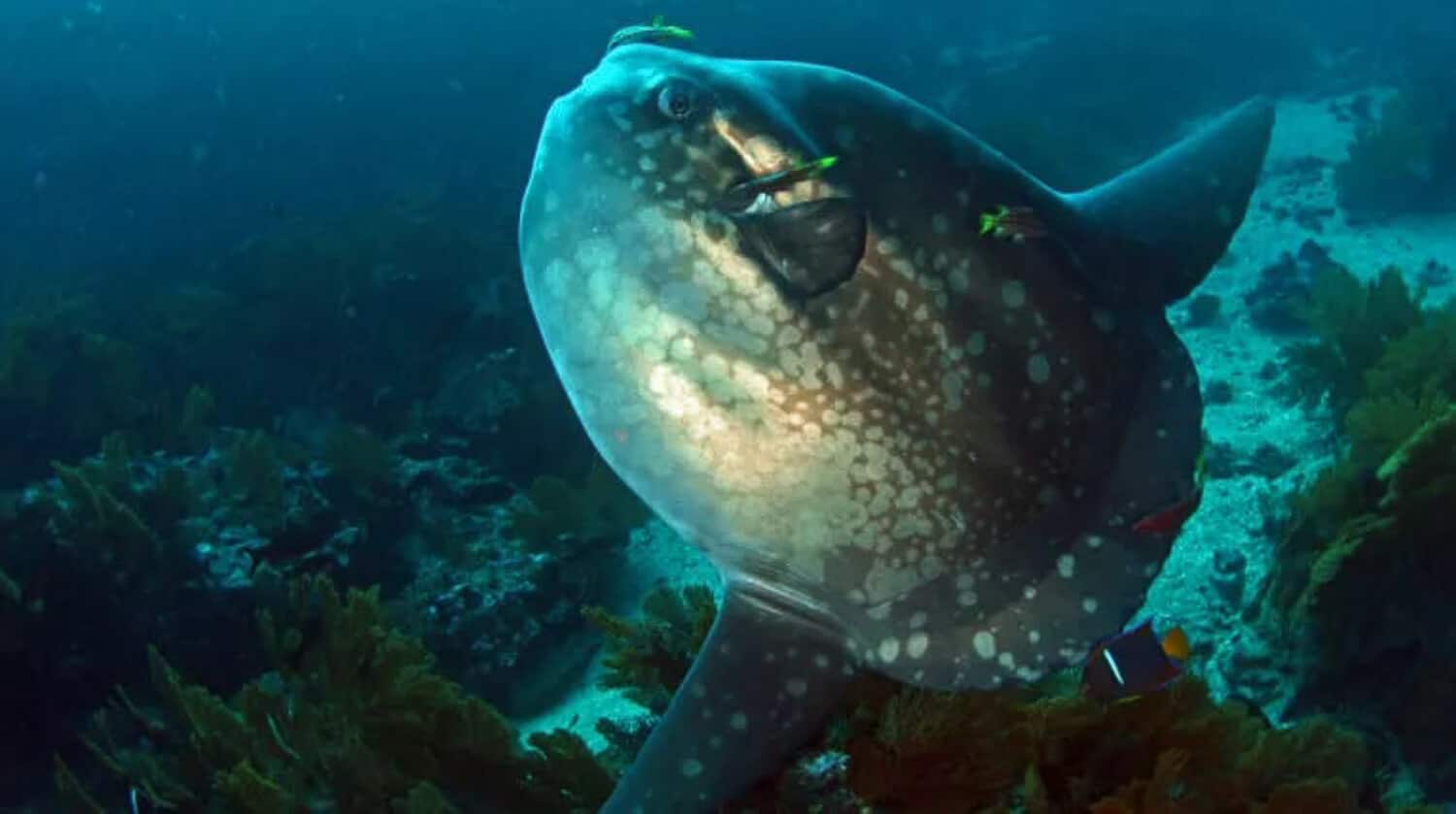 Sunfish Mola Mola | Credit: Mohamed AlQubaisi - Shutterstock @ https://galapagosconservation.org.uk/ - part of the Galapagos Wildlife