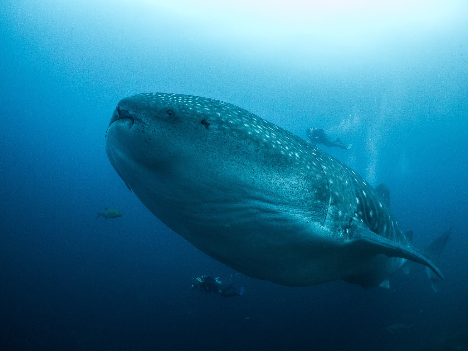 Whale Shark | Credit: Simon Pierce @ https://galapagosconservation.org.uk/ - part of the Galapagos Wildlife