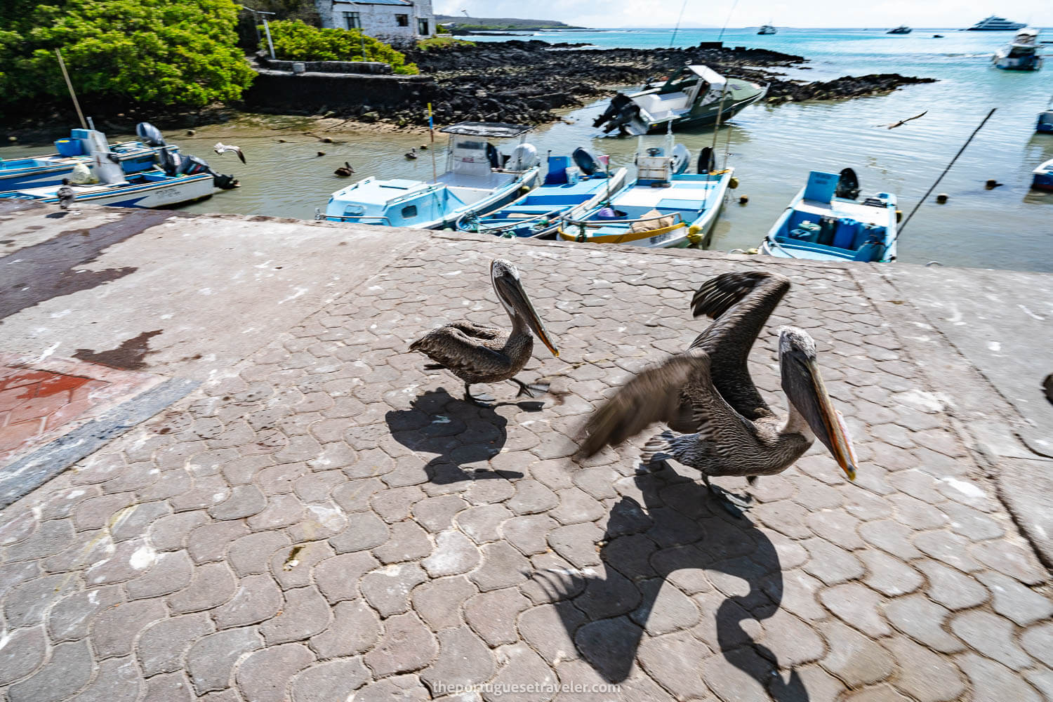 Galapagos Pelicans in the fishermen's market in Puerto Ayora