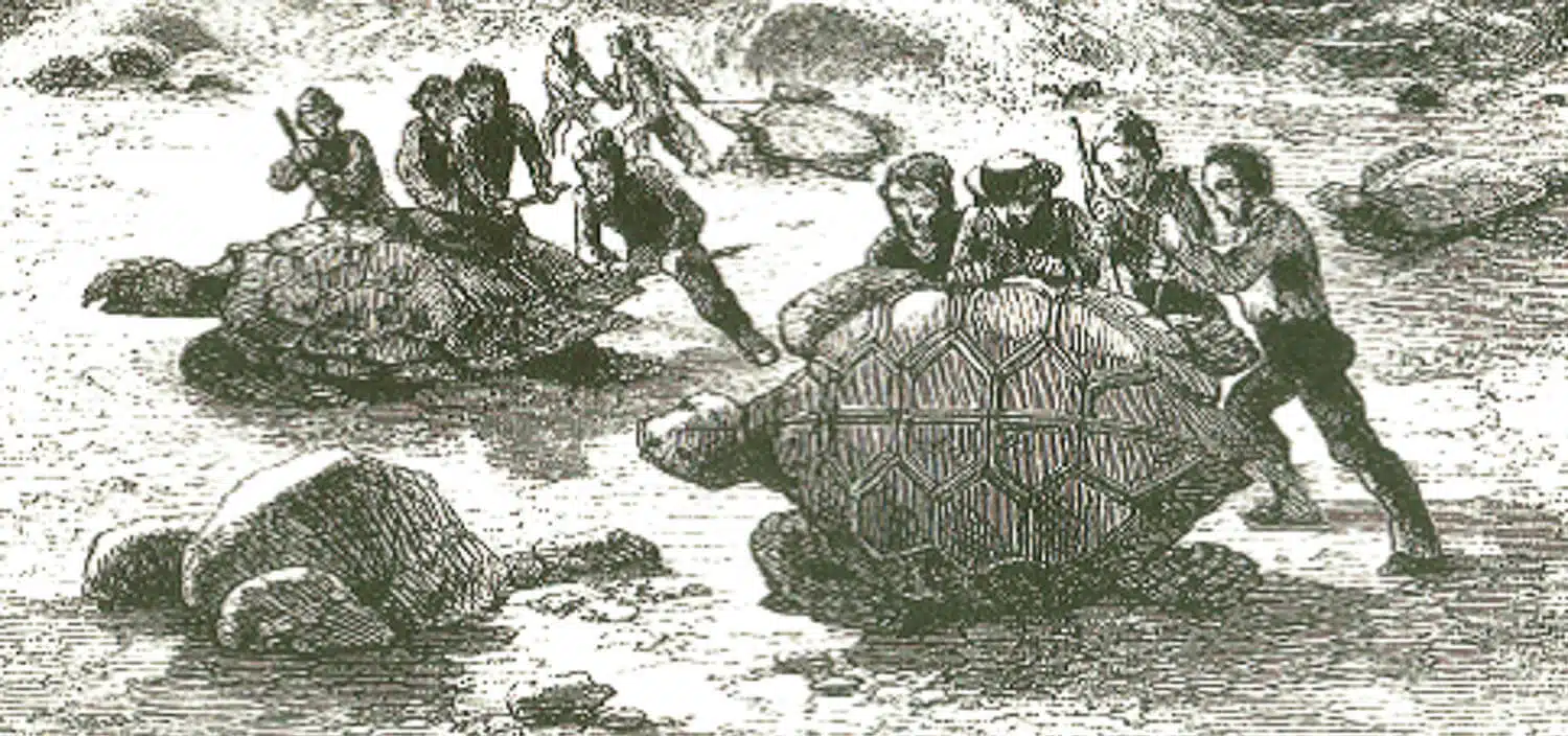 Capturing tortoises in the Galapagos - Galapagos Islands Myths