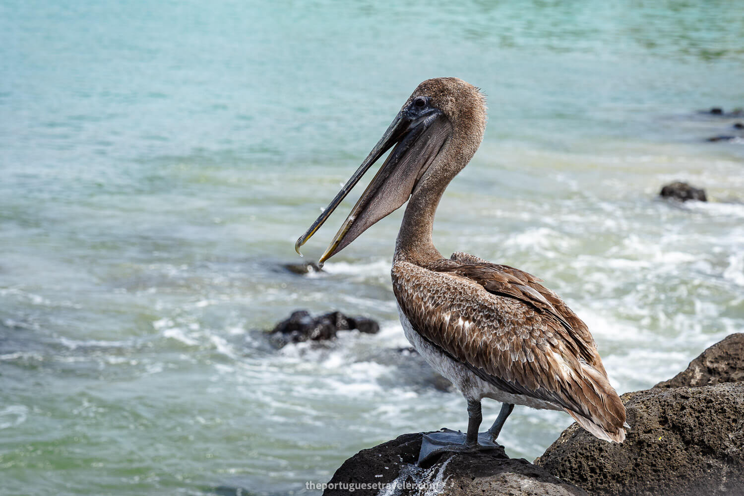 A Galapagos brown pelican in Puerto Baquerizo Moreno
