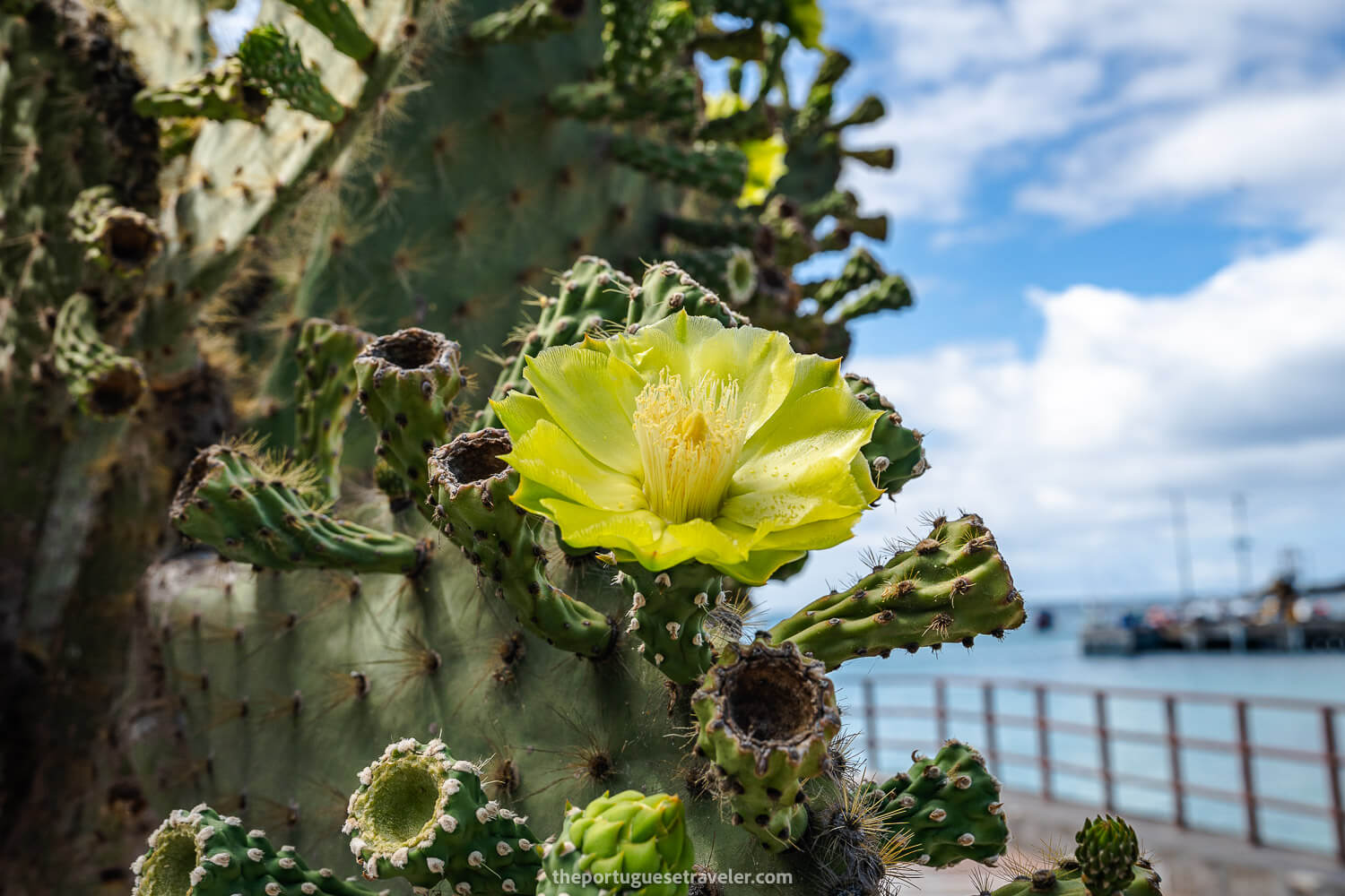 Opuntia cactus flower