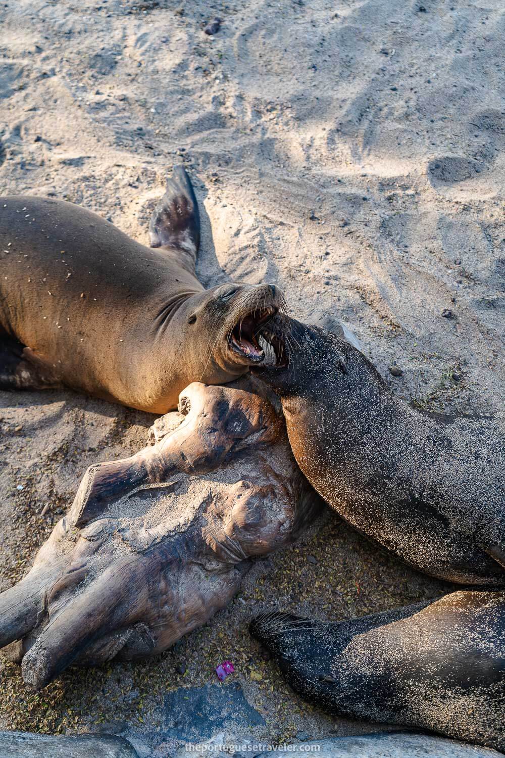 Three sea lions at Puerto Baquerizo's beach - How many days to spend in the Galapagos