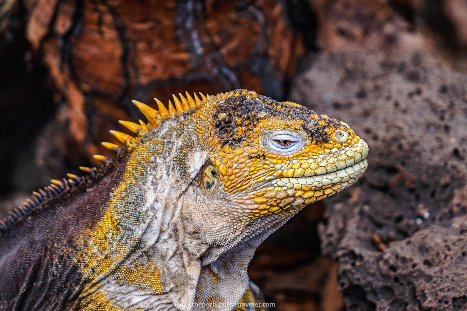 The details of a land based iguana in Baltra Island